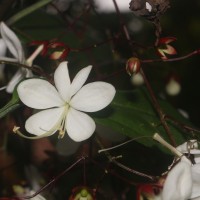 Clerodendrum smitinandii Moldenke